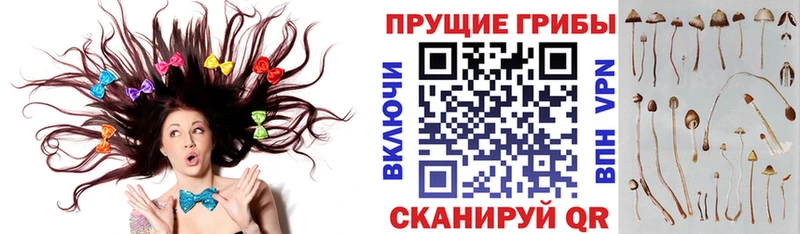 мега   что такое   Пересвет  Псилоцибиновые грибы GOLDEN TEACHER 